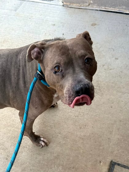 Photo of Jalen, adoptable senior dog in Atlanta, Georgia