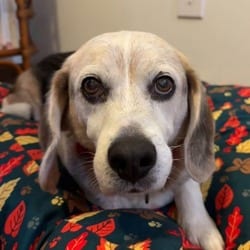 Photo of Spanky, adoptable senior Beagle in Syracuse, New York