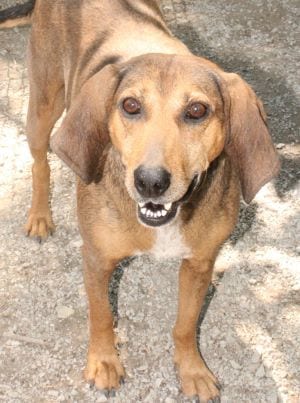 Photo of Mamacita, adoptable senior Coonhound in Savannah, Missouri