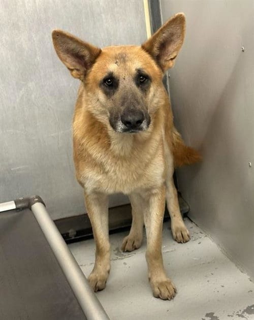 Photo of Leo, adoptable senior German Shepherd Dog in Conroe, Texas