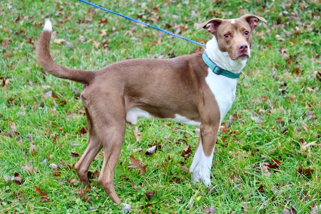Photo of Cooper, adoptable senior Mixed Breed in Brazil, Indiana