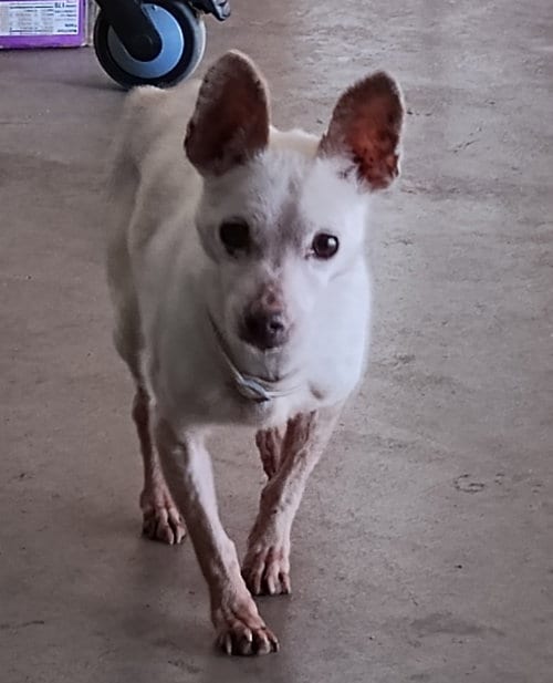 Photo of Candy, adoptable senior Chihuahua in Woodland, California