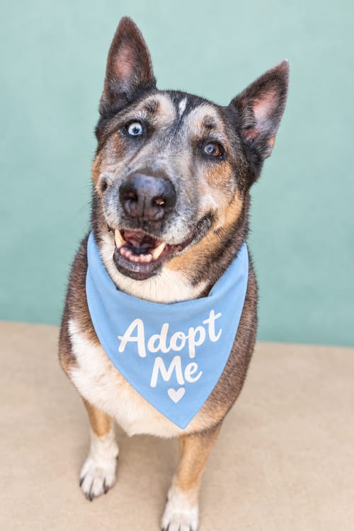 Photo of Batman, adoptable senior Australian Kelpie in Inglewood, California