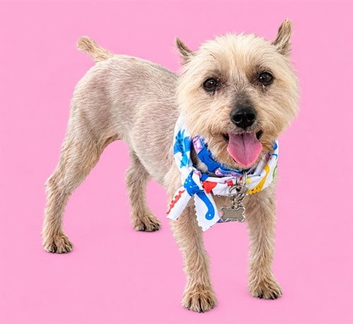Photo of Princess, adoptable senior Yorkshire Terrier Yorkie in Miami, Florida