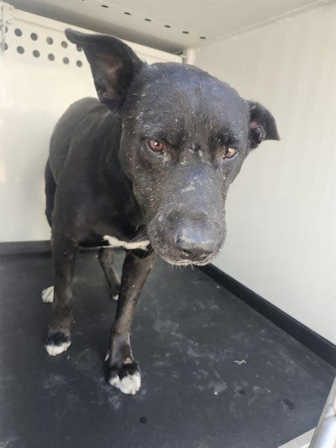 Photo of A171659, adoptable senior Labrador Retriever in Bakersfield, California