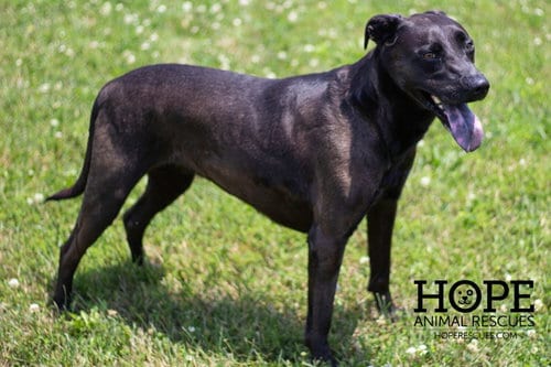 Hazel Grace, adoptable senior Labrador Retriever in Godfrey, IL
