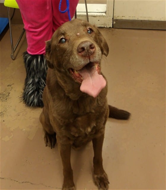 Photo of Coco, adoptable senior Labrador Retriever in Chicago, Illinois