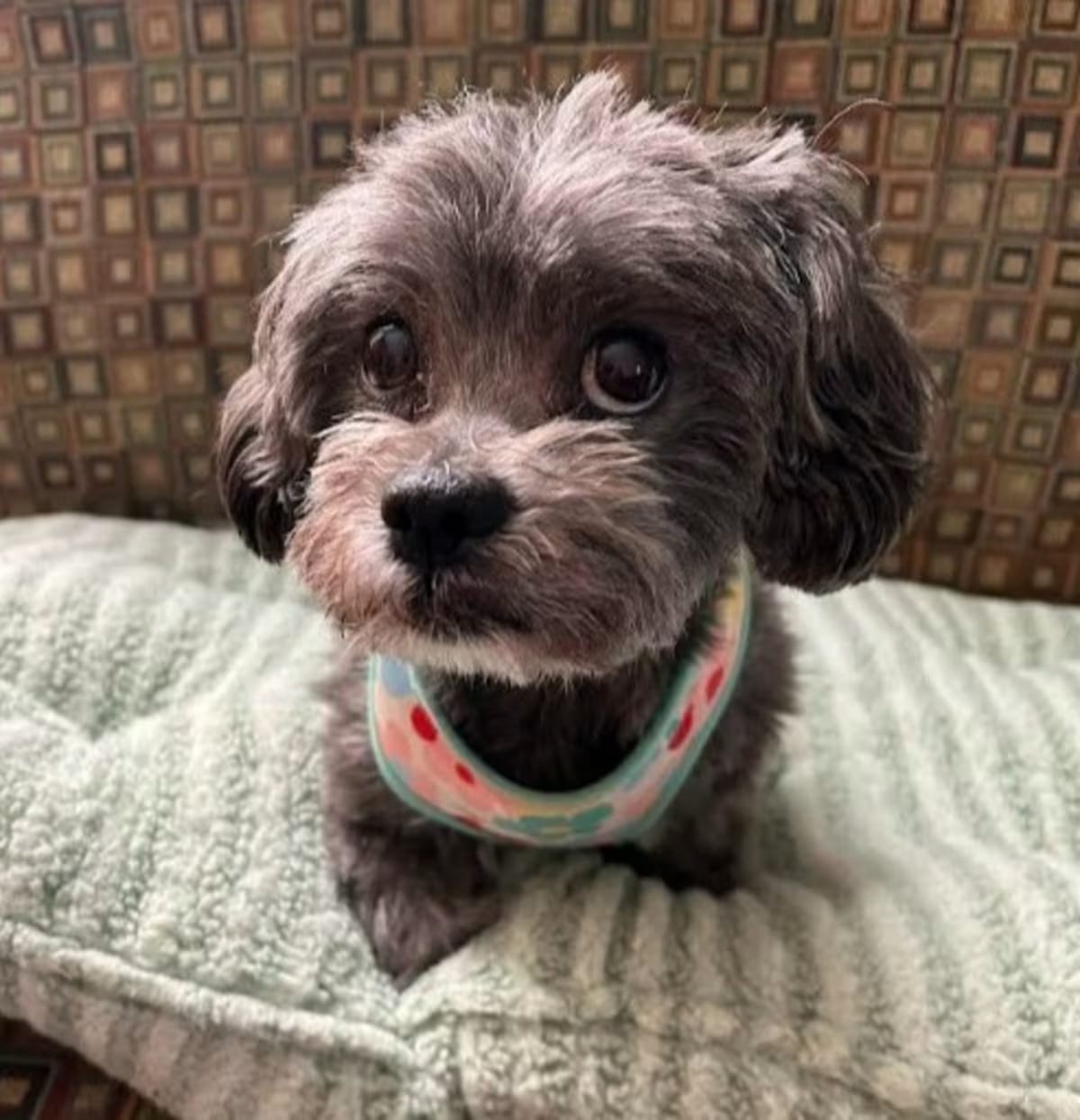 Photo of Ivy - No Longer Accepting Applications, adoptable senior Shih Tzu Mixed Breed (Medium) in St. Paul, Minnesota