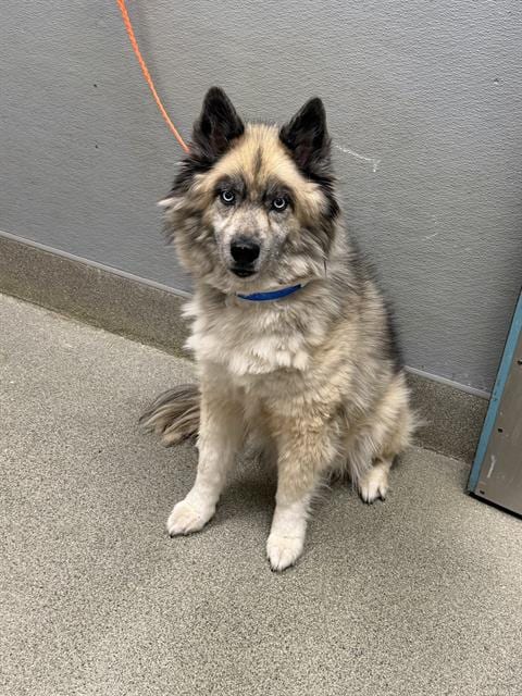 Photo of Icee Bear, adoptable senior Keeshond in Las Vegas, Nevada
