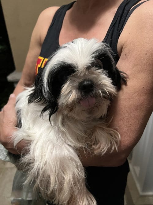 Photo of Luna, adoptable senior Shih Tzu in Dana Point, California