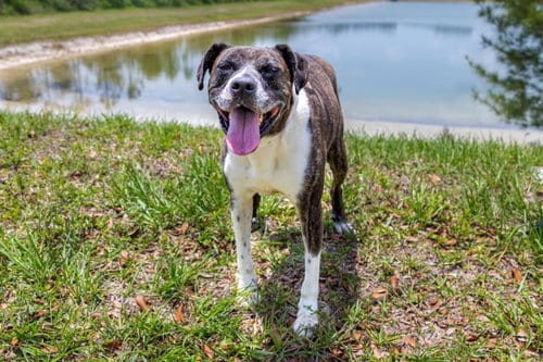 Ellie, adoptable senior Boxer in Royal Palm Beach, FL