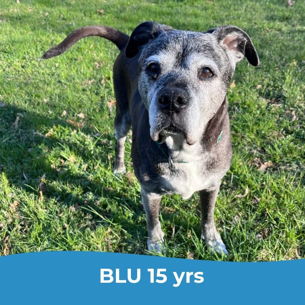 Photo of Blu, adoptable senior Bulldog, American / Mastiff in Maryland, Maryland