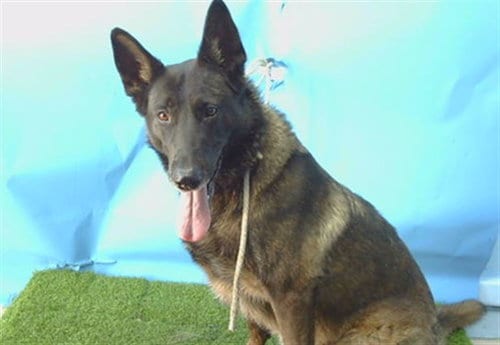 Photo of Brooklyn, adoptable senior Belgian Shepherd Malinois in Gardena, California