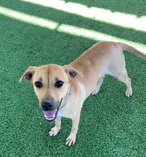 Cami, adoptable senior Black Mouth Cur in Pipe Creek, TX