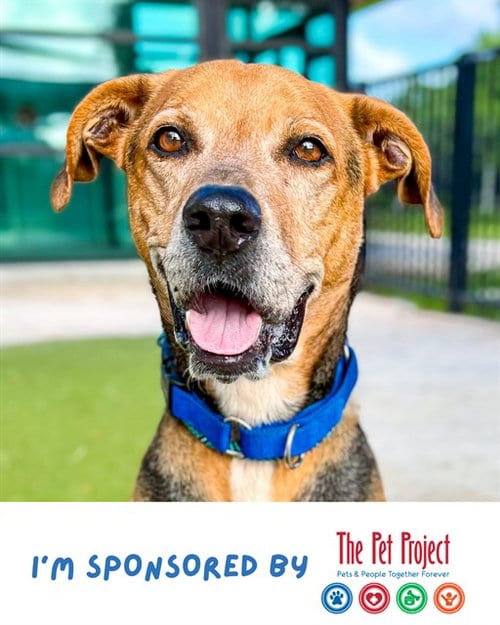 Photo of Zeus 4, adoptable senior Harrier in Fort Lauderdale, Florida