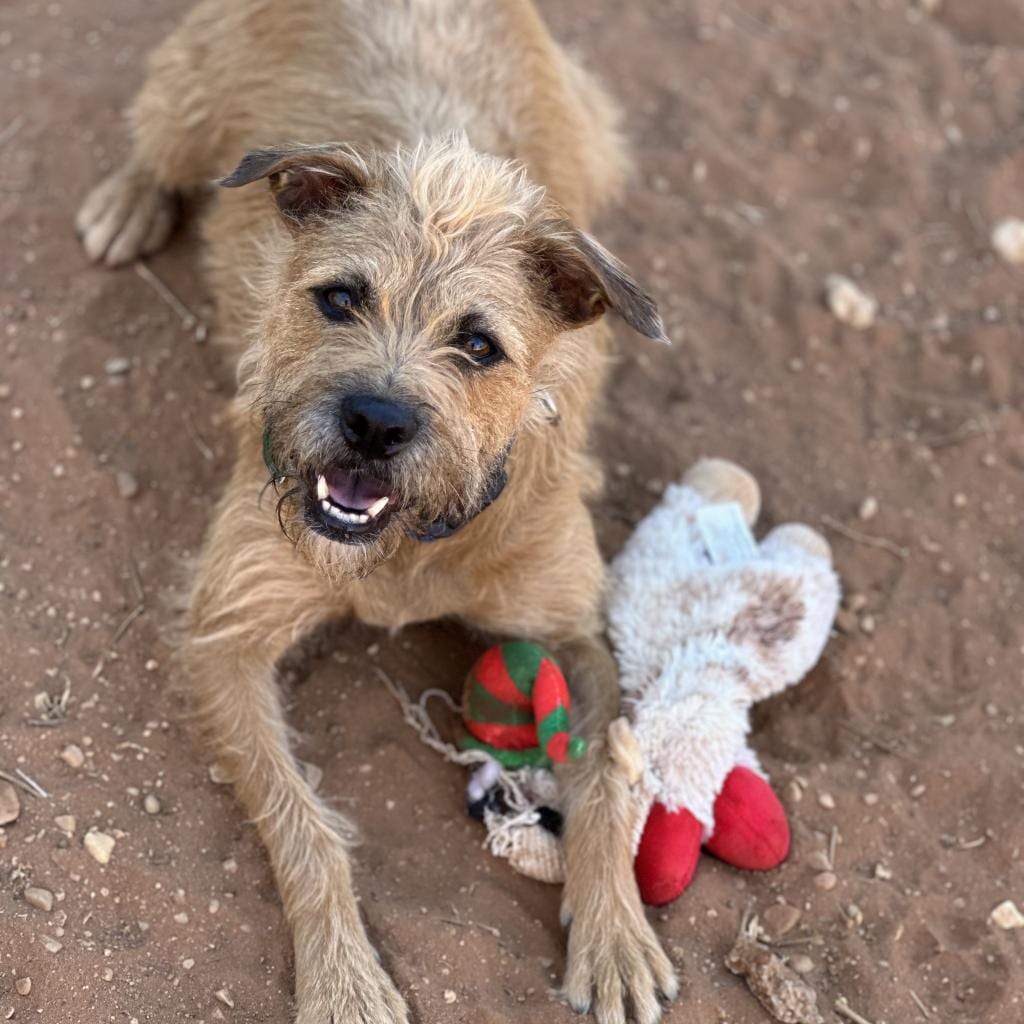Photo of Venus, adoptable senior Poodle / Terrier, American Pit Bull in Kanab, Utah
