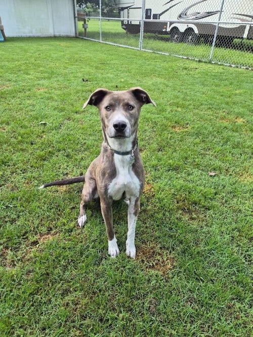 Photo of Peter Pan (Peter Pan Litter), adoptable senior Terrier in Holly Springs, North Carolina