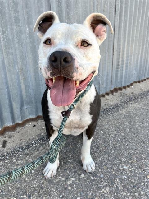 Photo of George, adoptable senior American Pit Bull Terrier in Albuquerque, New Mexico