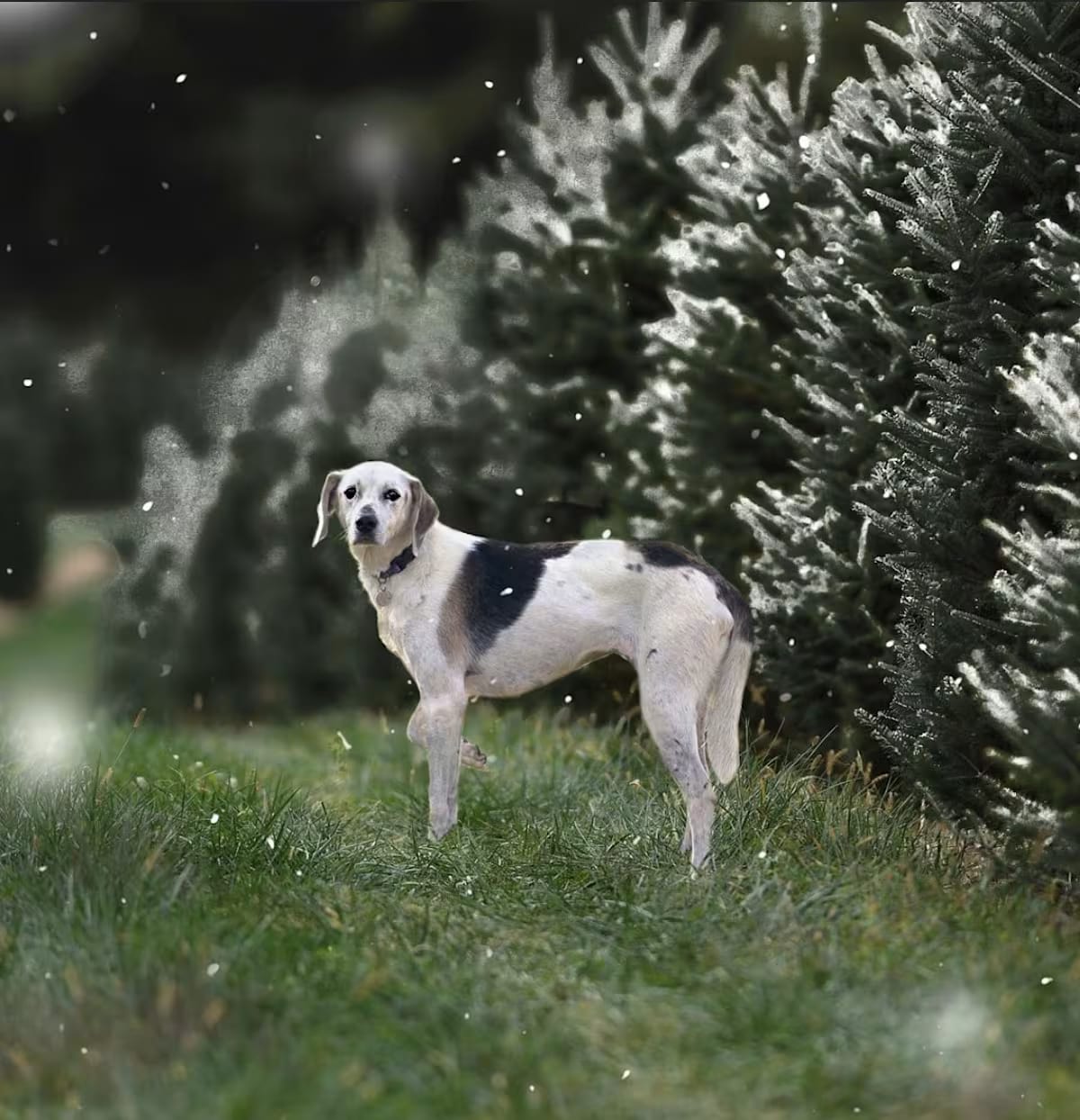 Photo of Sponsorship only/Daisy, adoptable senior Foxhound in Virginia Beach, Virginia