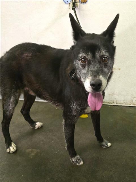 Photo of Flash, adoptable senior Siberian Husky in Los Angeles, California