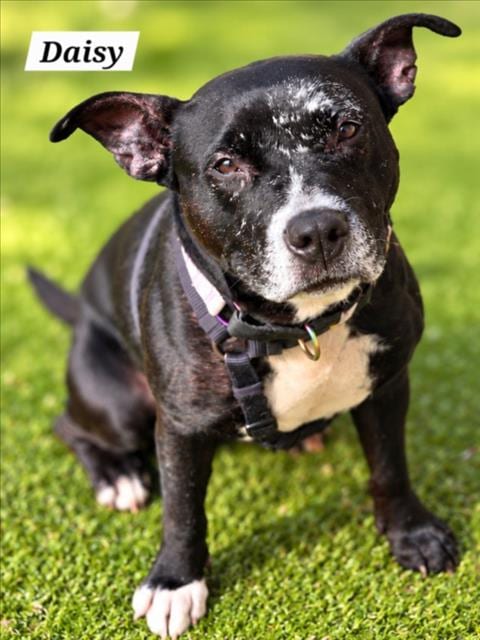 Photo of Daisy, adoptable senior American Staffordshire Terrier in Derwood, Maryland