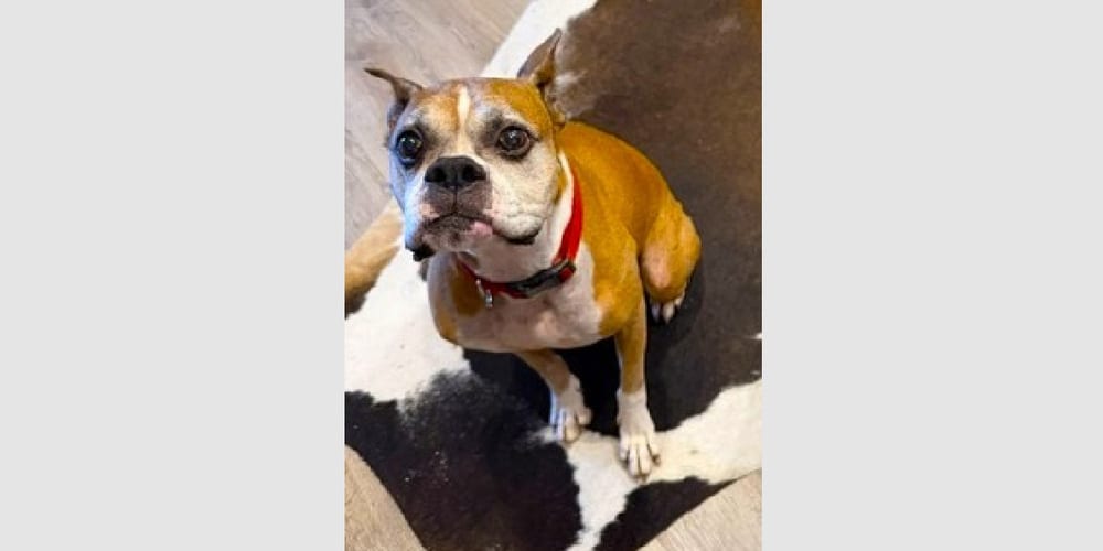 Photo of Chuy III, adoptable senior Boxer in Austin, Texas