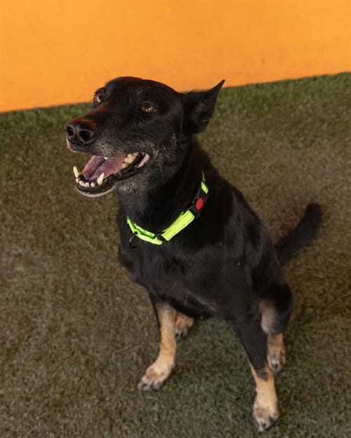 Photo of Rocks, adoptable senior Belgian Shepherd Malinois in Miami, Florida