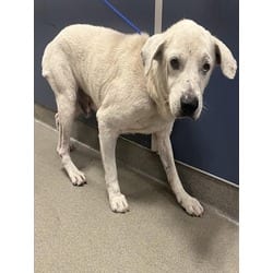 Photo of Rocco, adoptable senior Terrier (Unknown Type, Medium) in Doral, Florida