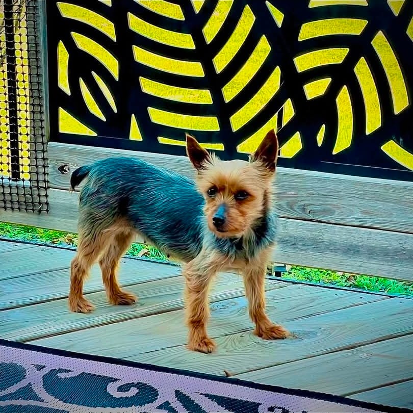 Photo of Suzani, adoptable senior Terrier, Yorkshire, Yorkie in Decatur, Illinois