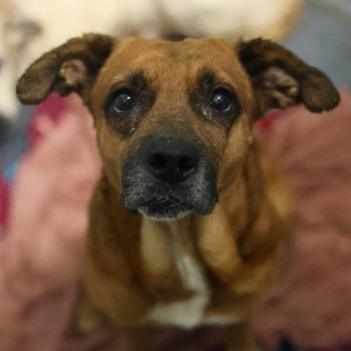 Photo of Reggie, adoptable senior Rhodesian Ridgeback in San Antonio, Texas