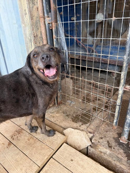 Photo of Butterbean, adoptable senior Catahoula Leopard Dog in Jackson, Mississippi