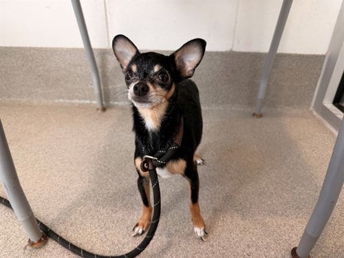 Photo of Lala, adoptable senior Chihuahua in Mesa, Arizona