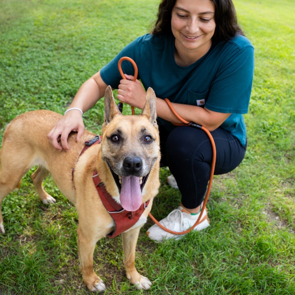 Photo of Handsome Beauregard, adoptable senior Black Mouth Cur / Shepherd in Dallas, Texas