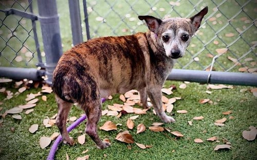 Photo of Tiger Lily, adoptable senior Chihuahua in Orlando, Florida