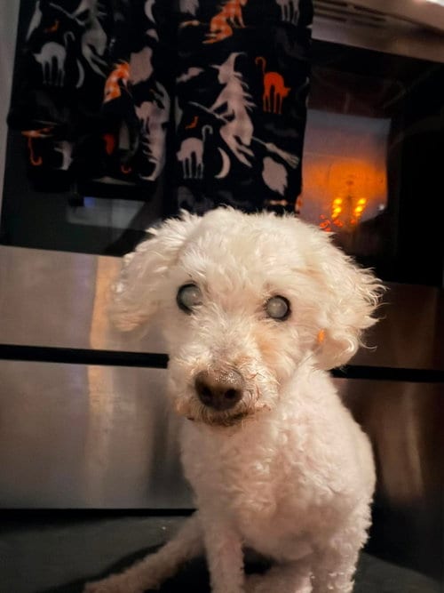 Photo of Marlin, adoptable senior Poodle (Miniature) in Spring Lake, North Carolina