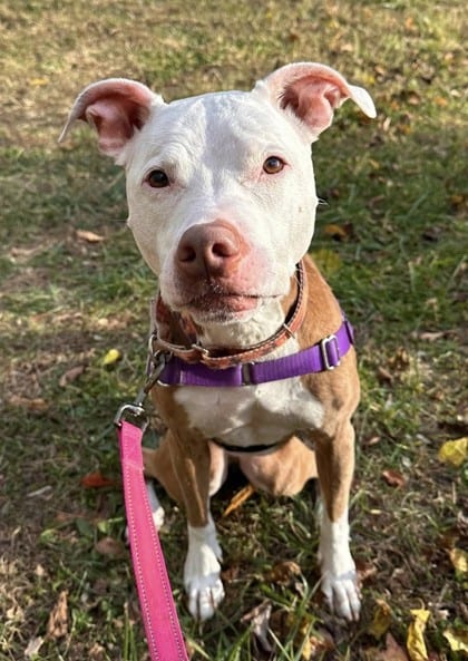 Photo of Princess Petunia, adoptable senior Terrier, American Pit Bull/Mix in Annapolis, Maryland