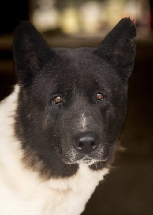 Photo of Bailey, adoptable senior Akita in Pottstown, Pennsylvania