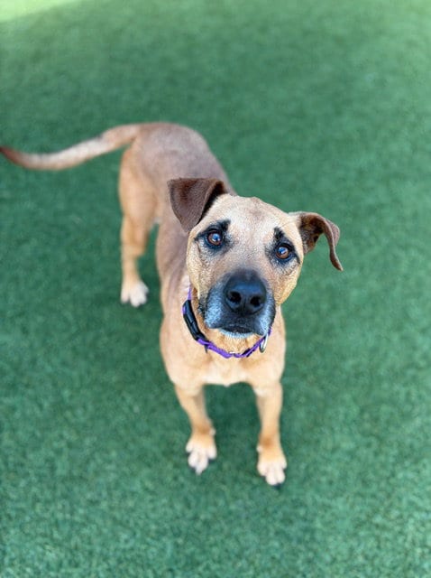 Photo of JJ, adoptable senior German Shepherd Dog in Dallas, Texas