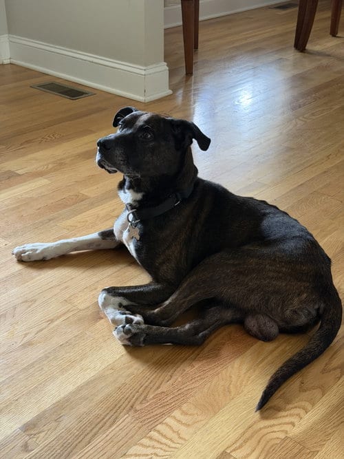 Photo of Dexter, adoptable senior American Staffordshire Terrier in Holly Springs, North Carolina