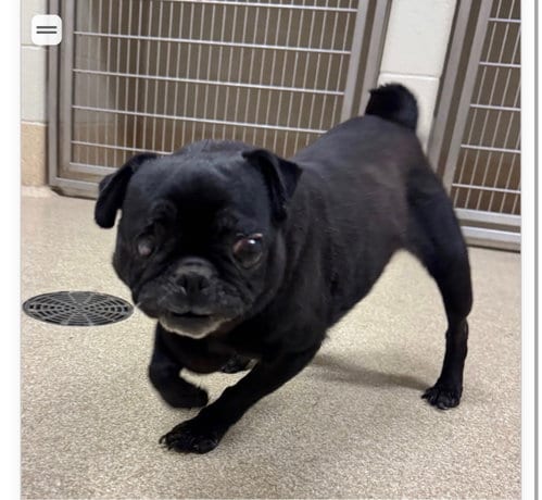 Photo of June, adoptable senior Pug in Indianapolis, Indiana