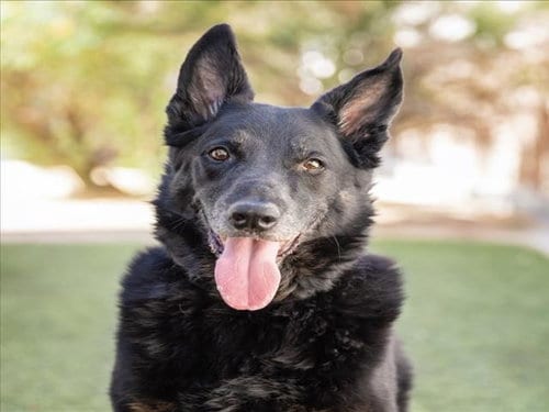 Photo of Otis, adoptable senior German Shepherd Dog in Las Vegas, Nevada