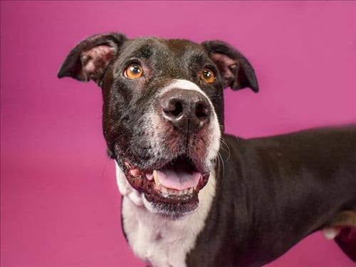 Photo of Juston, adoptable senior Labrador Retriever in West Palm Beach, Florida
