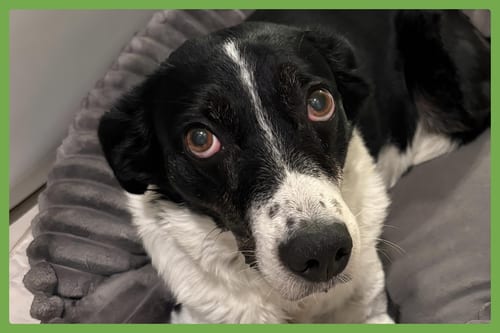 Photo of Pongo, adoptable senior Border Collie in Amherst, Massachusetts
