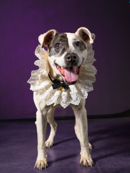 Photo of Penny Lane, adoptable senior dog in Atlanta, Georgia