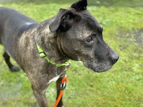 Photo of Edgar, adoptable senior Pit Bull Terrier in Tacoma, Washington