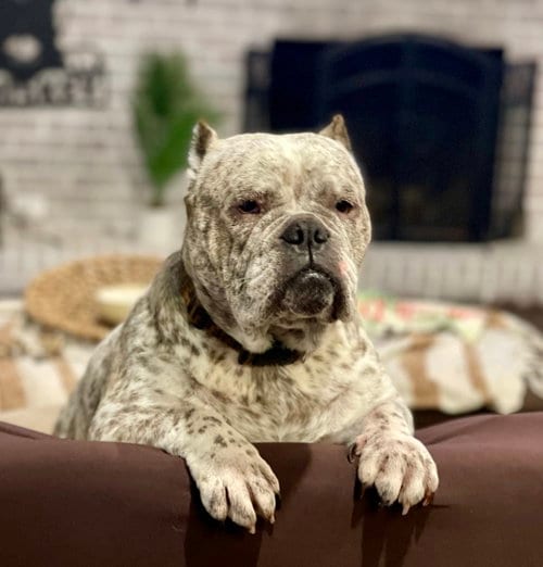 Photo of Fendi, adoptable senior English Bulldog in Millsboro, Delaware