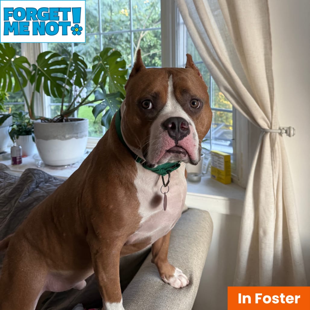 Photo of Juki, adoptable senior Terrier, American Staffordshire in Baltimore, Maryland