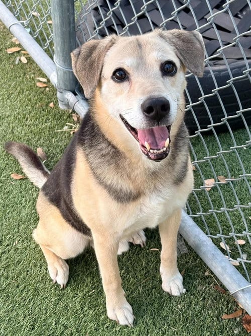 Photo of Buddy, adoptable senior Beagle in Holbrook, New York