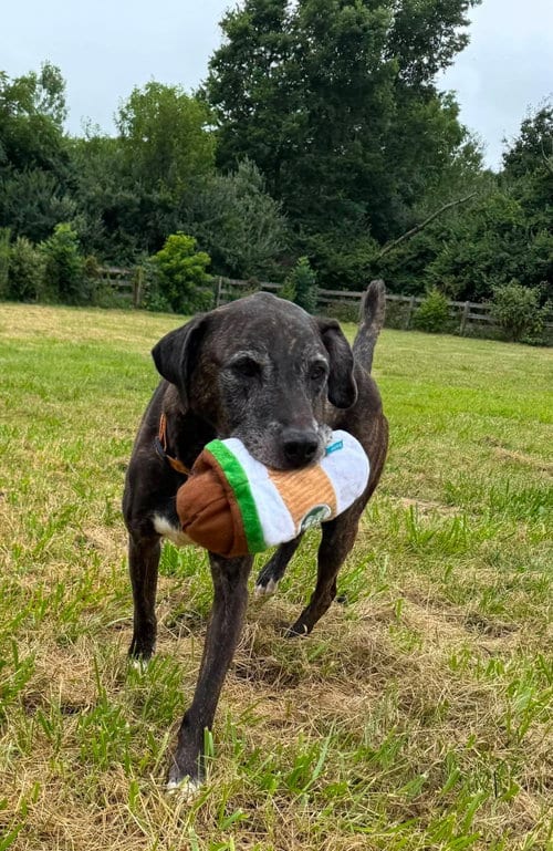 Photo of Winston, adoptable senior American Pit Bull Terrier in Germantown, Ohio
