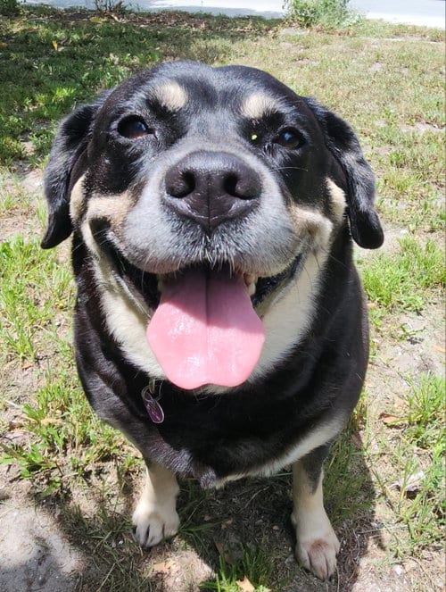 Photo of Georgia II, adoptable senior Labrador Retriever in Royal Palm Beach, Florida
